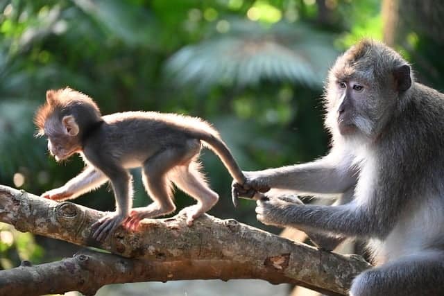 Hallandale Monkeys