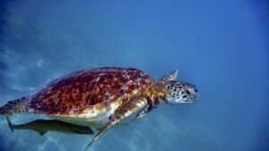 Florida turtle