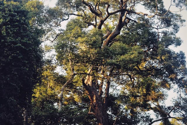 arthur marshall loxahatchee