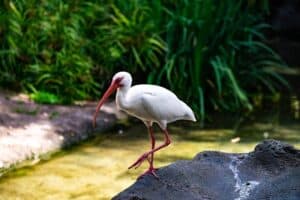 florida ibis