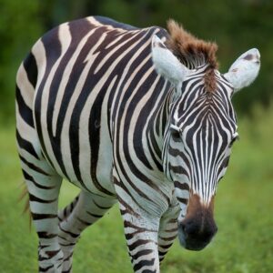 loxahatchee zebra