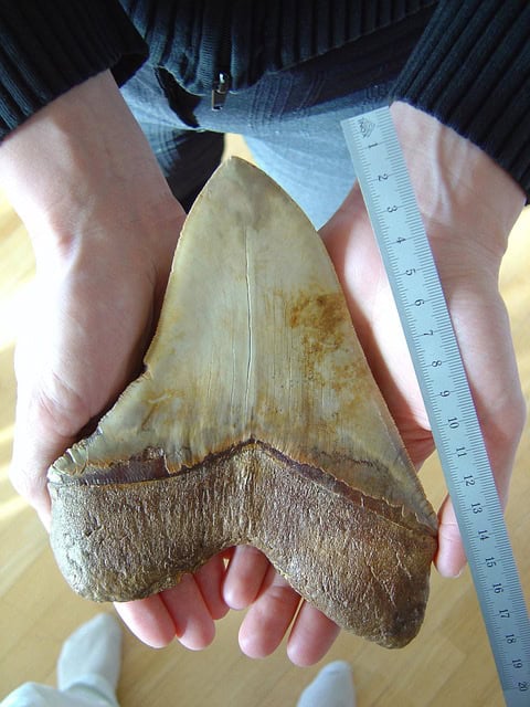 shark tooth fossil