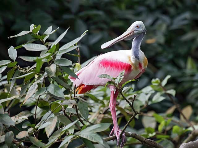 Roseate Spoonbill