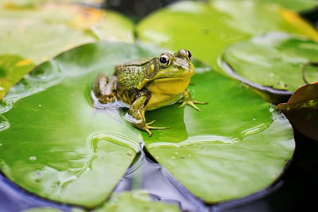 florida bullfrog