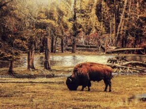 A lone bison stands in golden marsh grass at sunrise, with Spanish moss trailing from oaks behind it—Florida’s forgotten frontier in full view.