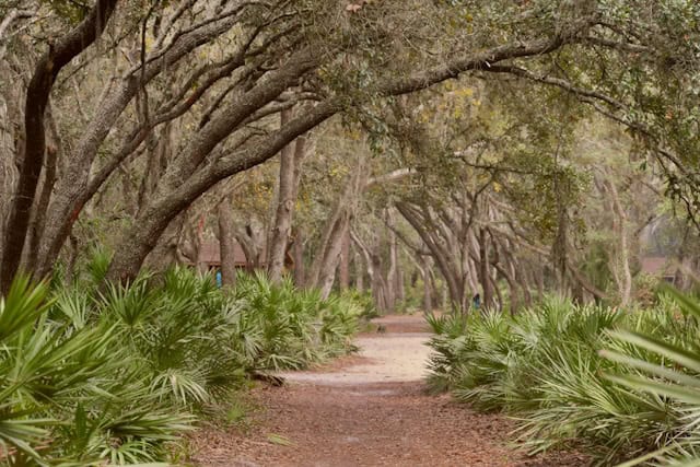 ocala florida trail