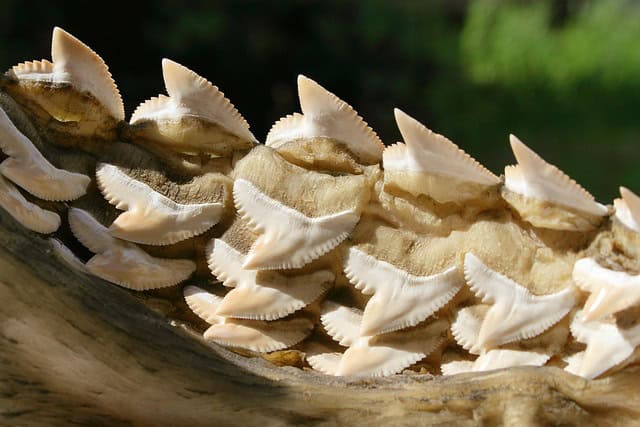 shark teeth