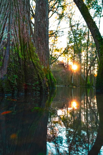 A foggy cypress swamp glowing with scattered fireflies, silhouetted trees reflected in the dark still water beneath.
