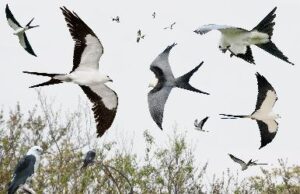 A swallow-tailed kite in flight above a Florida prairie, its black-and-white wings stretched wide against a pale blue sky.