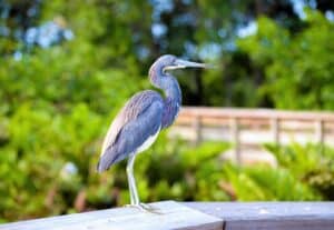 blue heron, south florida bird, heron, bird, nature, wildlife, animal, florida, south, wild, blue, wilderness, blue heron, blue heron, blue heron, blue heron, blue heron