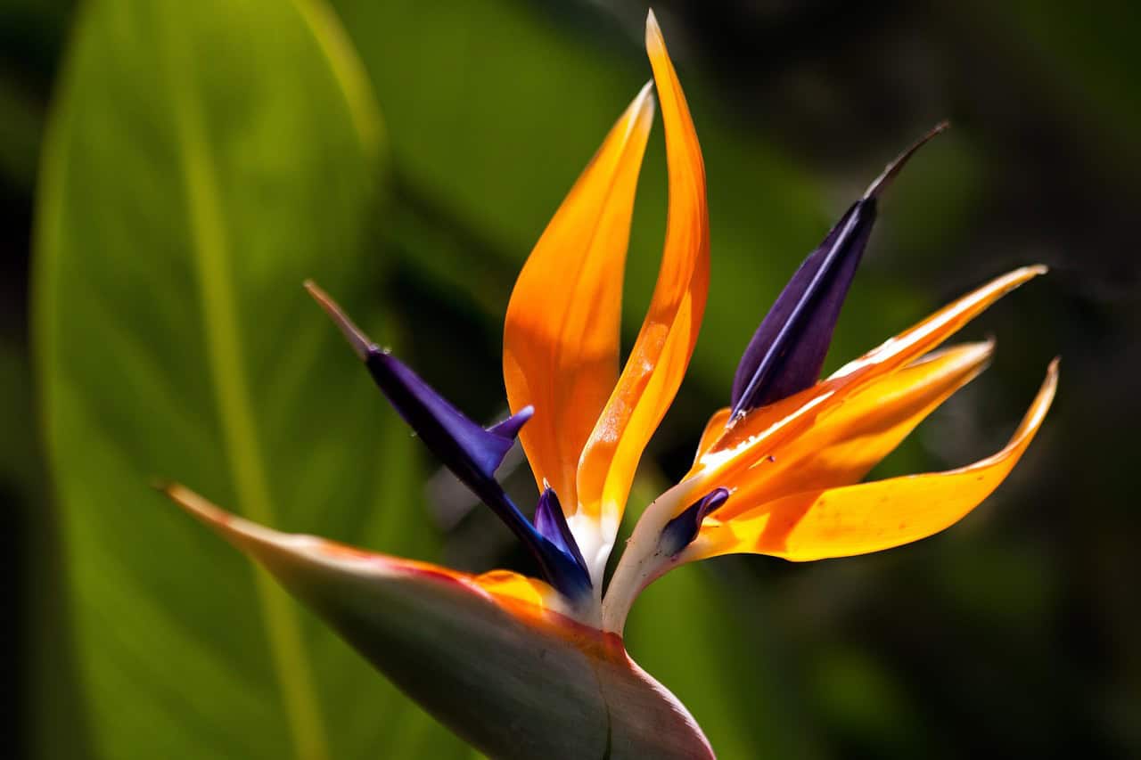 flower, bird of paradise flower, garden, crane flower, flower wallpaper, strelitzia reginae, botanical garden, bloom, blossom, beautiful flowers, flowering plant, flower background, ornamental plant, plant, flora, nature, closeup