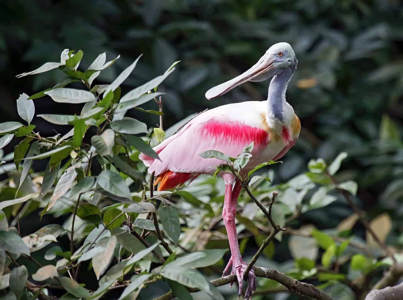roseate spoonbill, bird, pink, nature, wildlife, spoonbill, florida, roseate spoonbill, florida, florida, florida, florida, florida