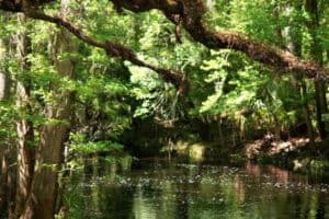 florida, stream, creek, water, nature, brook, beautiful, trees, landscape, beauty, green, green beauty, florida, florida, florida, florida, florida, creek, creek, brook