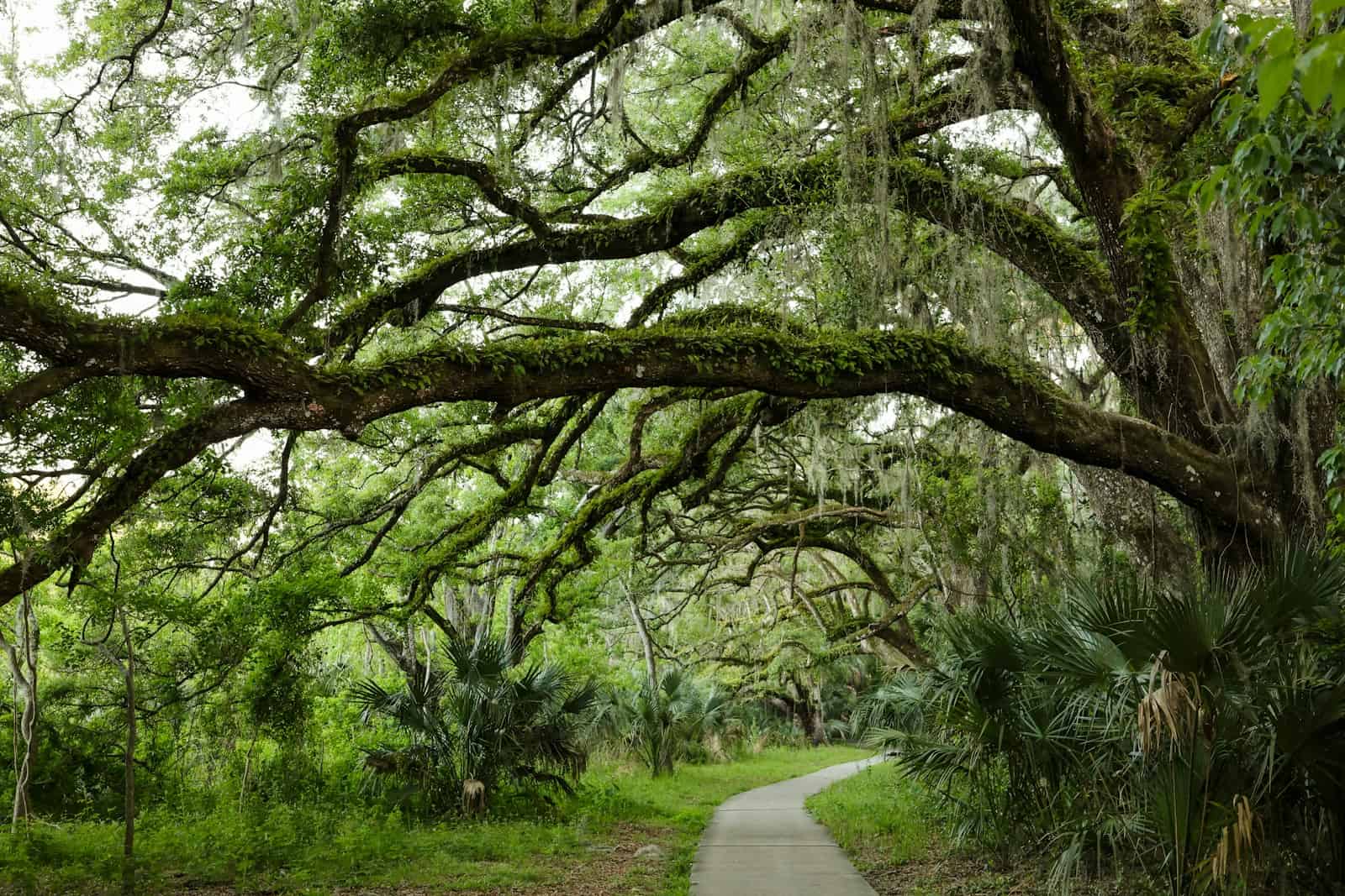 A winding path leads through a lush, green forest.