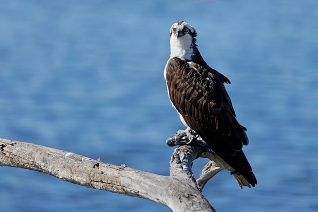 Florida Osprey