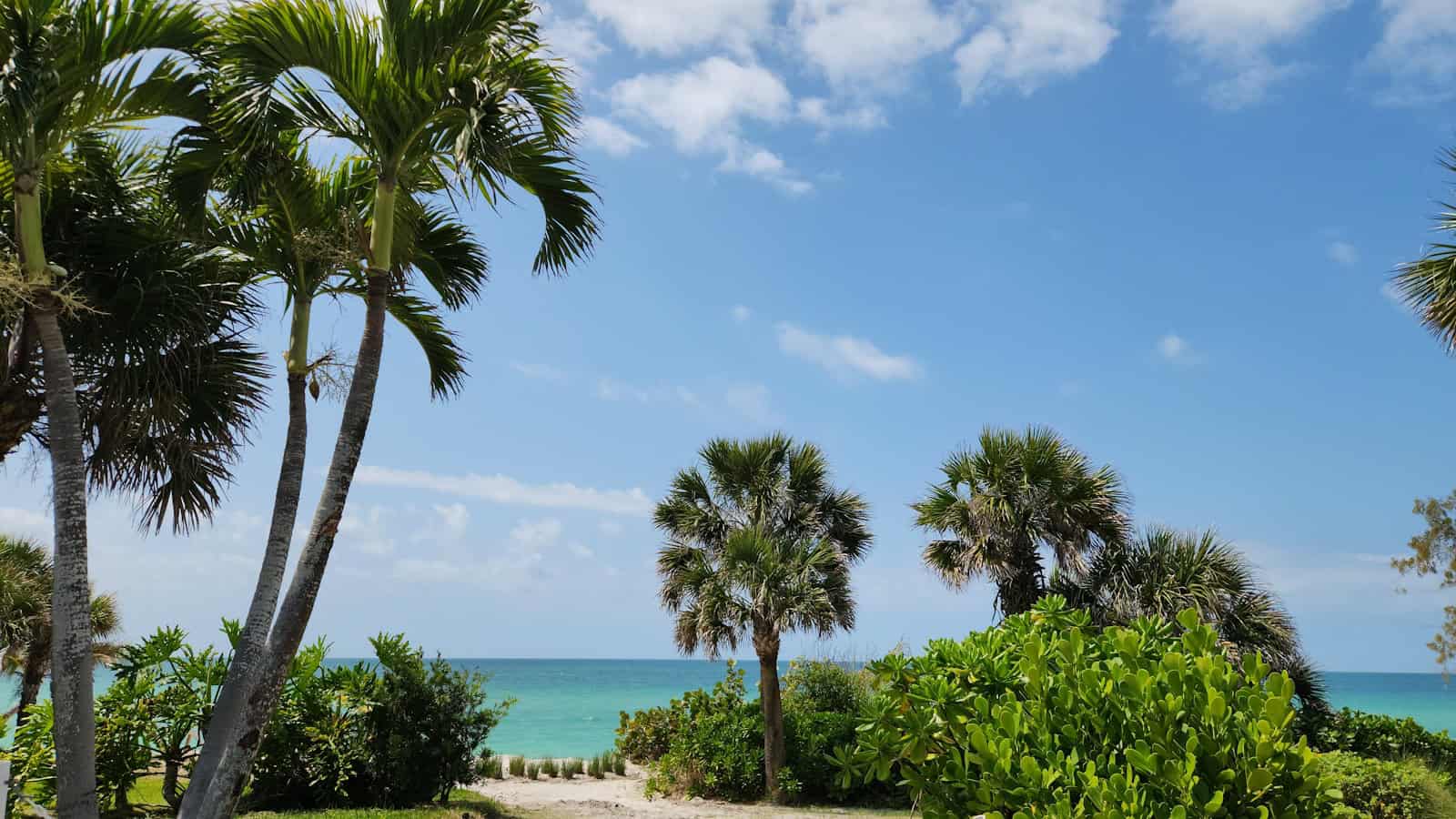 a path leading to the beach with palm trees