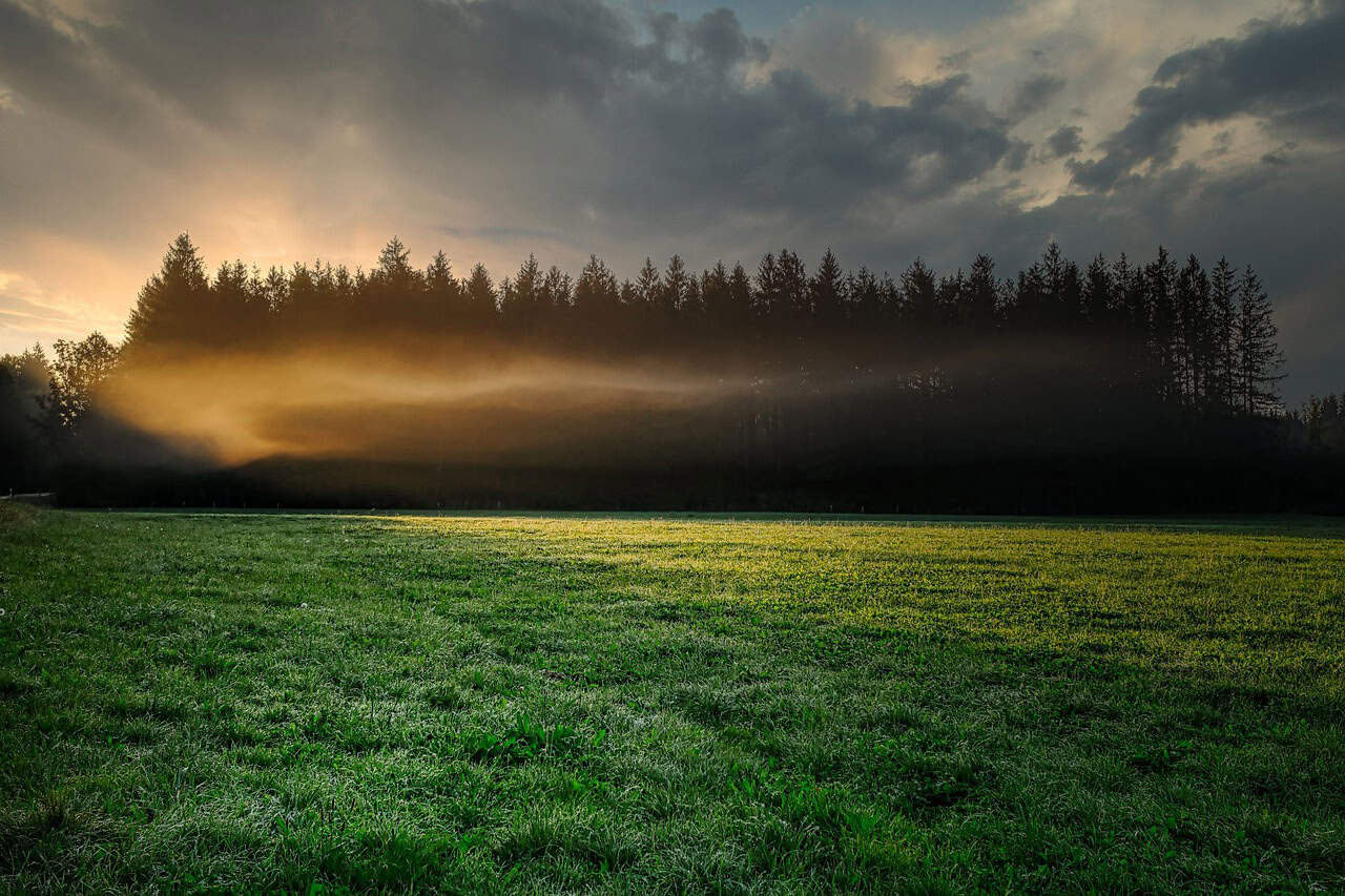 fog, grass, forest, trees, conifers, coniferous, conifer forest, field, grassland, meadow, prairie, landscape, outdoors, nature, morning fog, morning mist, sunrise, clouds, glade, haze, forest, forest, prairie, prairie, prairie, prairie, prairie, sunrise