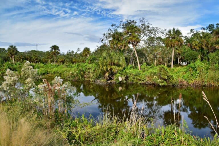 A river running through a lush green forest