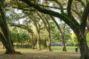Trees with spanish moss in a grassy park.