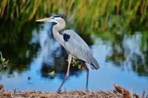 blue heron, everglades np, florida, usa, swamp, america, landscape, miami, water, nature, scenic, travel, tourism, blue heron, blue heron, blue heron, blue heron, blue heron