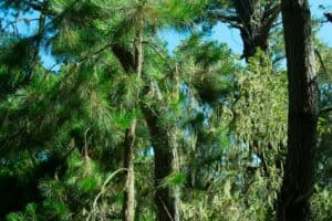 Green trees reaching towards the sky.