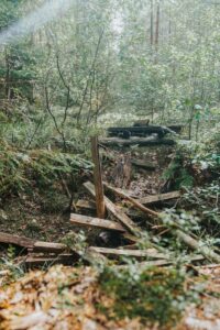 a pile of wood sitting in the middle of a forest