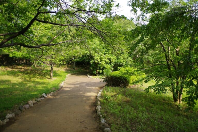 A path in the middle of a lush green park
