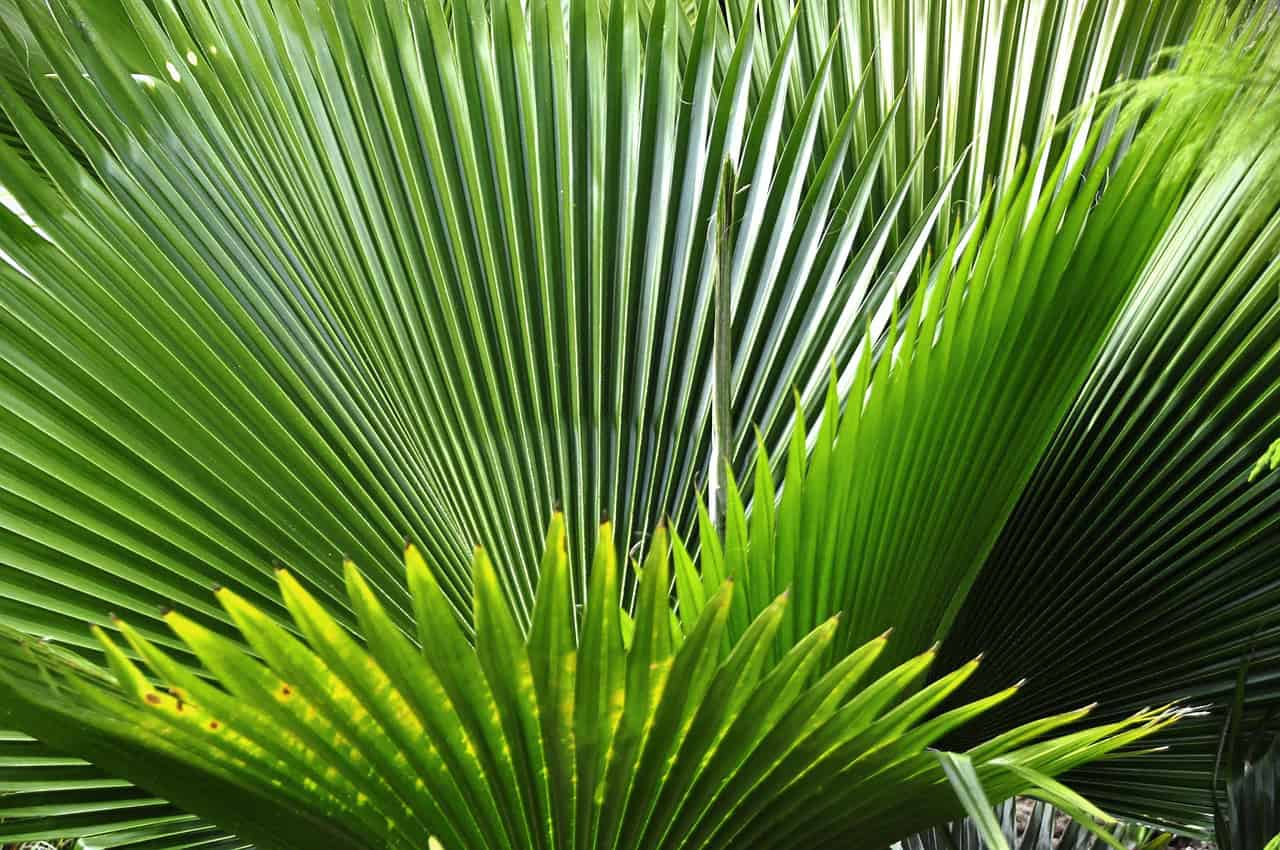 tropical, plant, nature, tropics, flora, caribbean, leaves, garden, leaf, tropical cockroach, tropical vegetation, green, close up, palm tree, palmetto, abstract, background, palmetto, palmetto, palmetto, palmetto, palmetto
