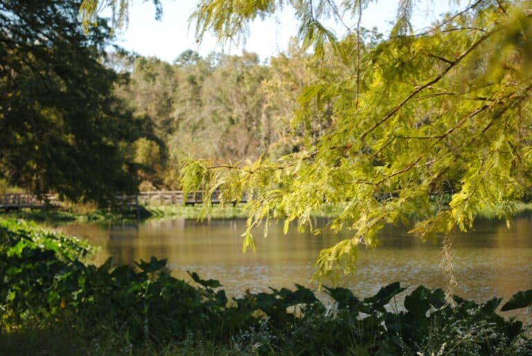 green trees beside river during daytime