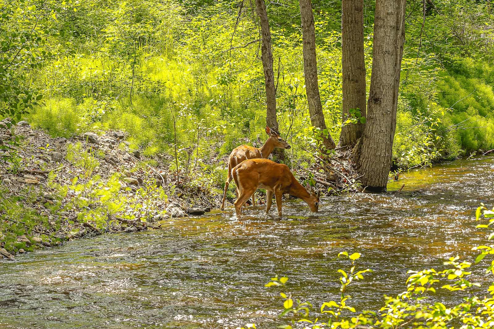 a couple of animals that are standing in the water