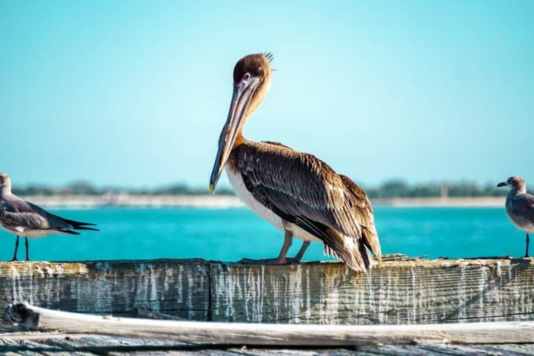 a group of birds sitting on top of a wooden dock