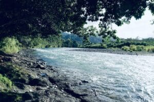 a river flowing through a lush green forest