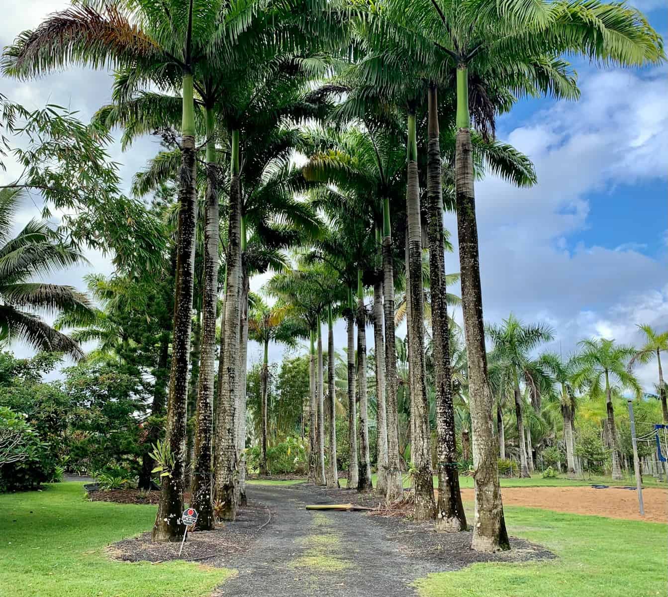 green palm trees on green grass field during daytime