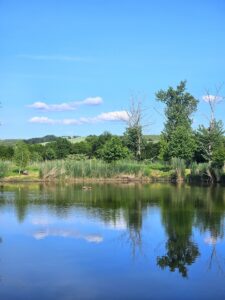 A tranquil lake reflects trees under a bright blue sky.