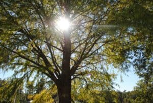 green trees beside river during daytime