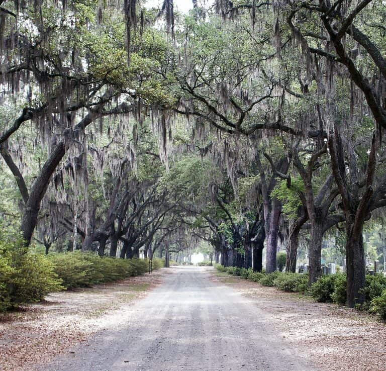 A road lined with trees and spanish moss.