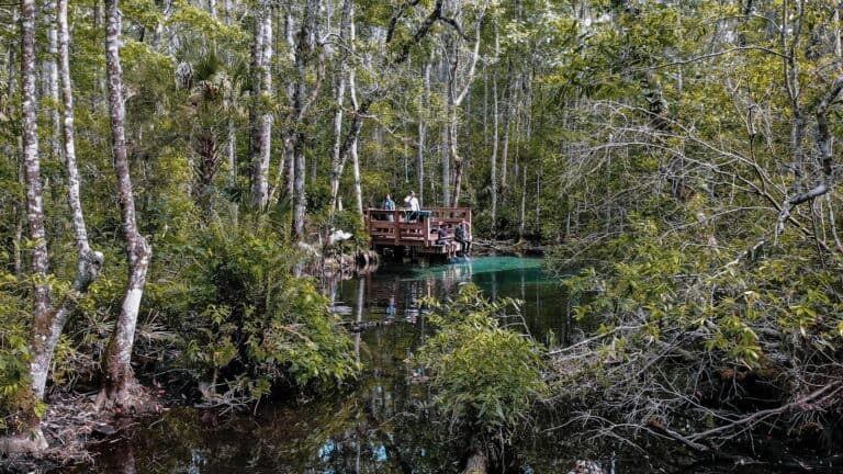 a boat on a river surrounded by trees