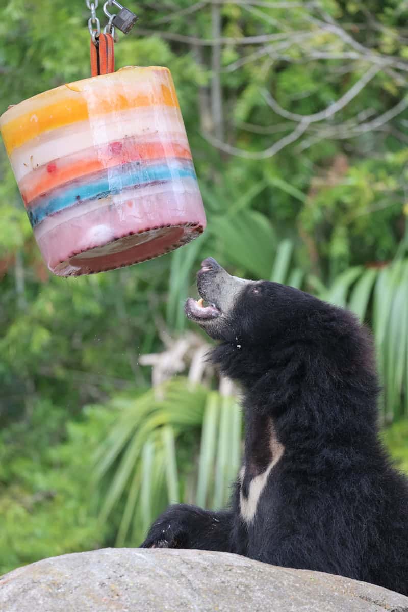 a black bear sitting on top of a rock