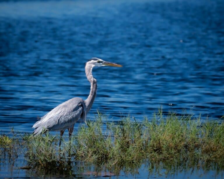 a bird is standing in the grass by the water