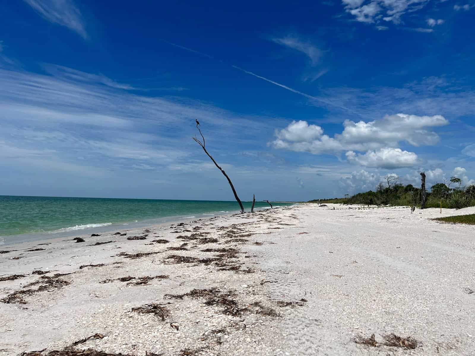 a sandy beach with a dead tree in the foreground