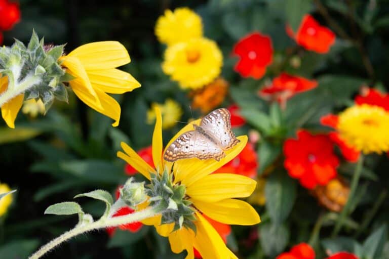 a butterfly sitting on top of a yellow flower