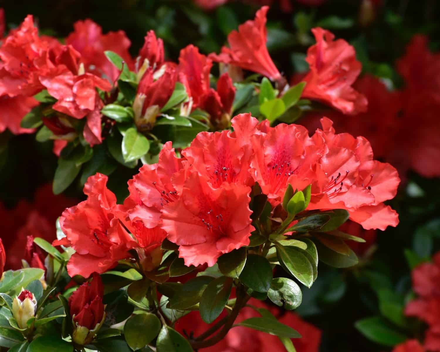 a close up of pink flowers