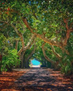 a dirt road surrounded by trees and leaves