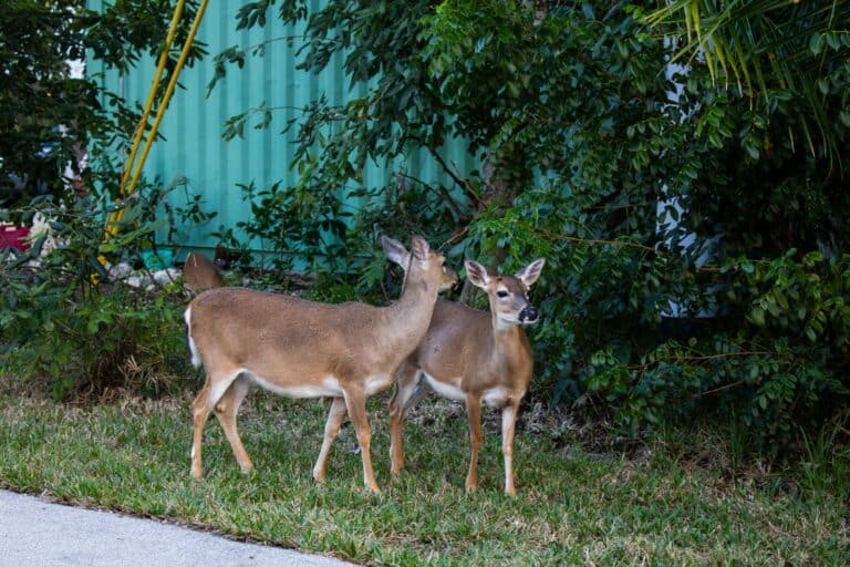 Two deer stand near lush greenery.