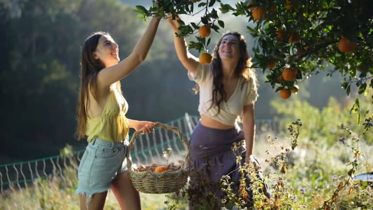 Two young women picking oranges from a tree